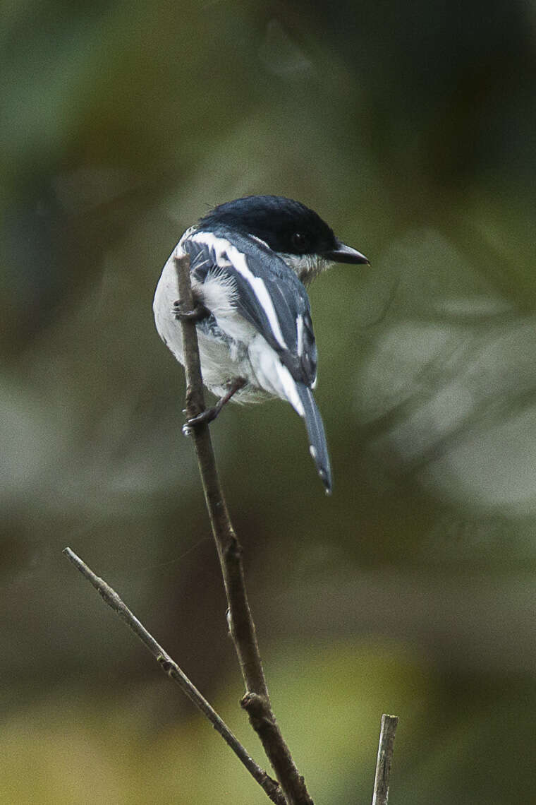 Image of Flycatcher-shrike