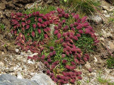 Image of Saponaria pumila Janchen