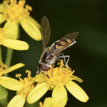 Image of <i>Melangyna collata</i>