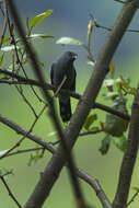 Image of Black-winged Cuckooshrike