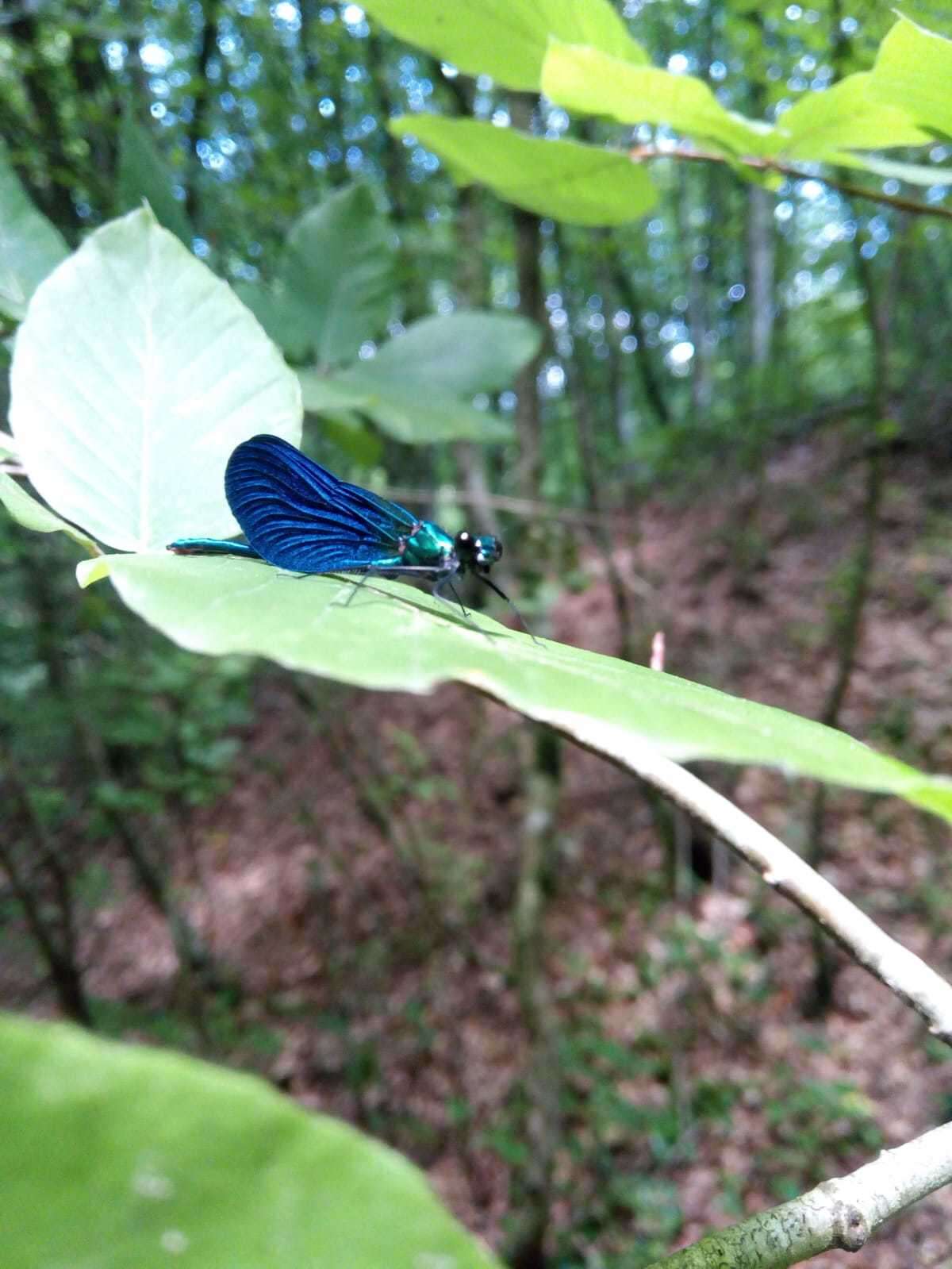 Image of <i>Calopteryx virgo festiva</i>