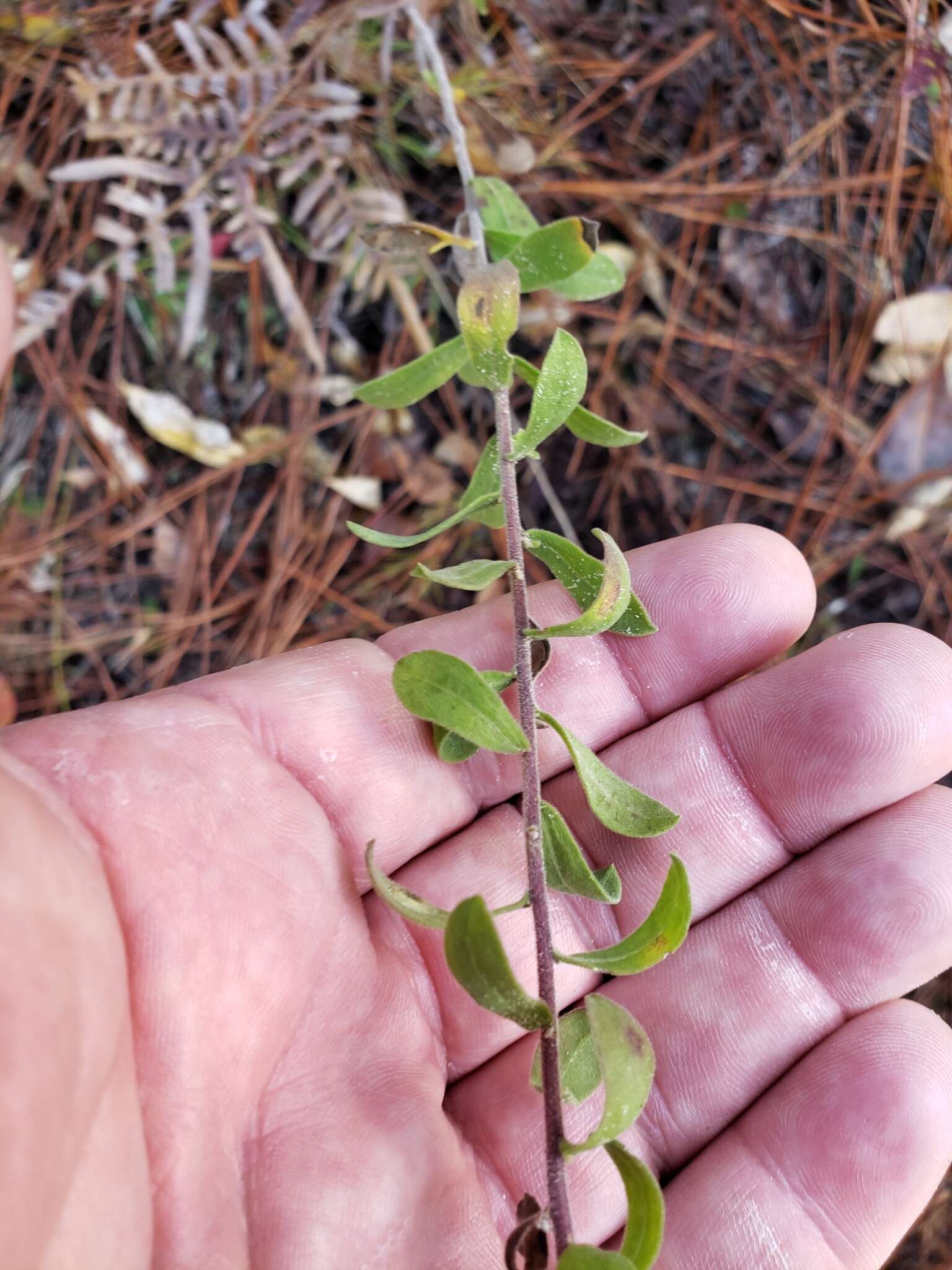 Image of Sericocarpus tortifolius (Michx.) Nees