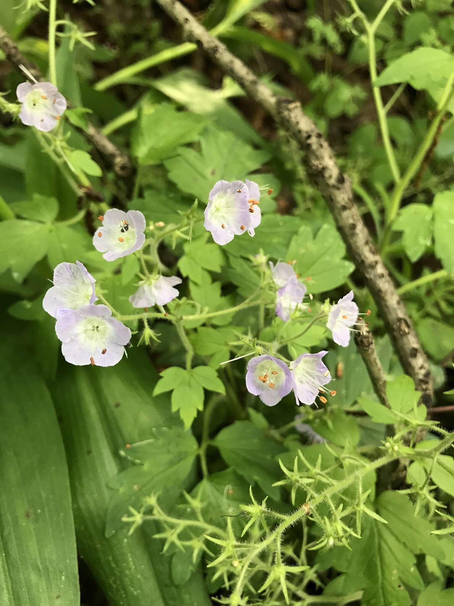 Phacelia bipinnatifida Michx. resmi