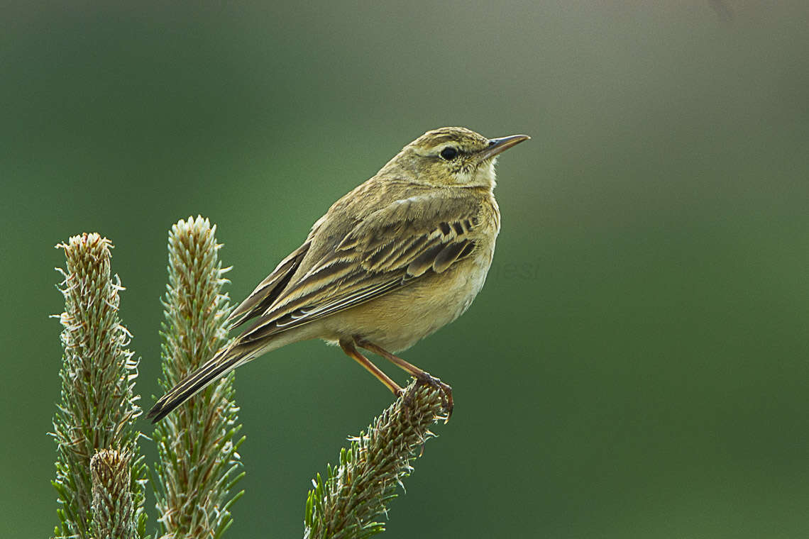 Image of Tawny Pipit