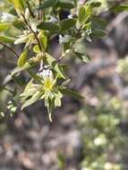 Plancia ëd Leucopogon muticus R. Br.