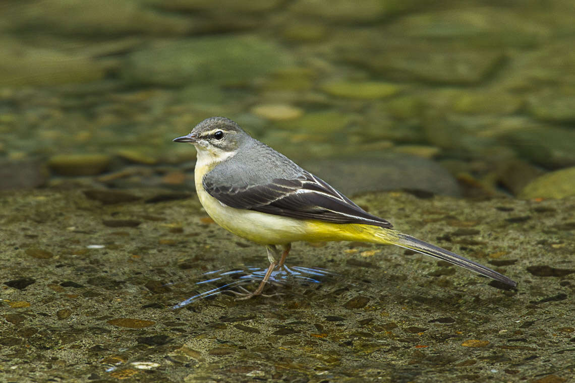 Image of Grey Wagtail