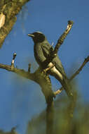 Image of Black-faced Cuckoo-shrike