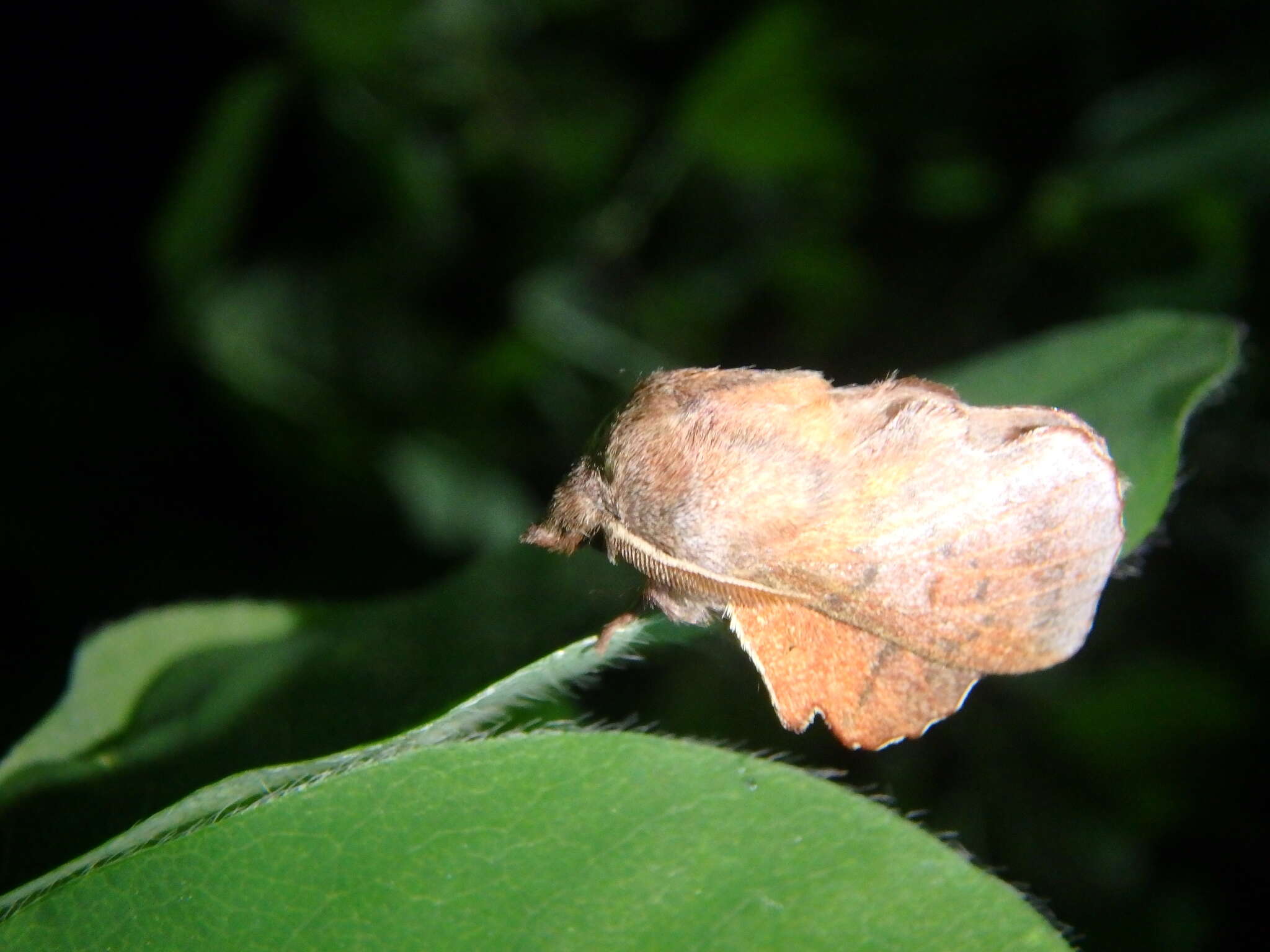 Image de Phyllodesma joannisi De Lajonquière 1963