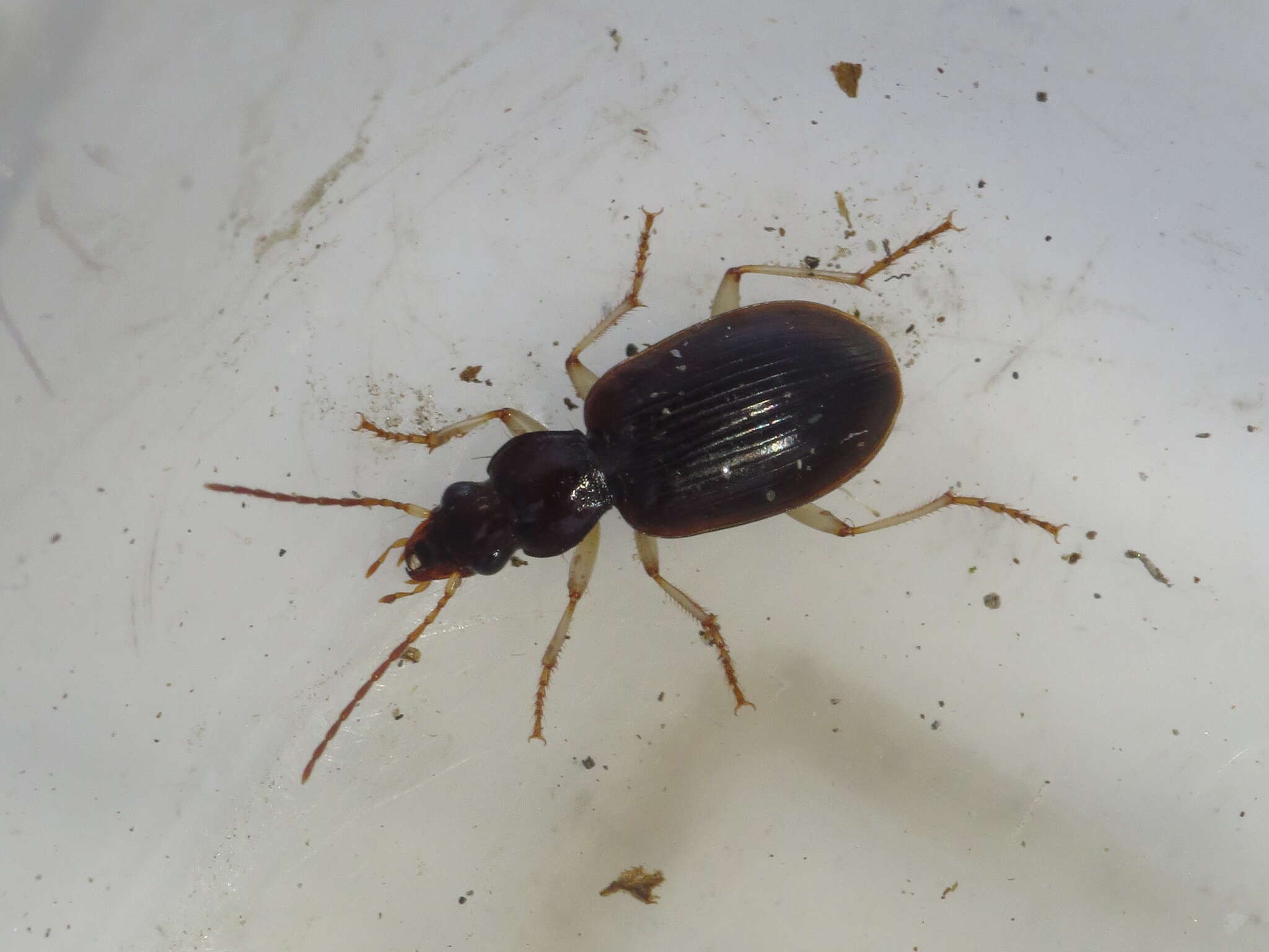 Image of Ground beetle