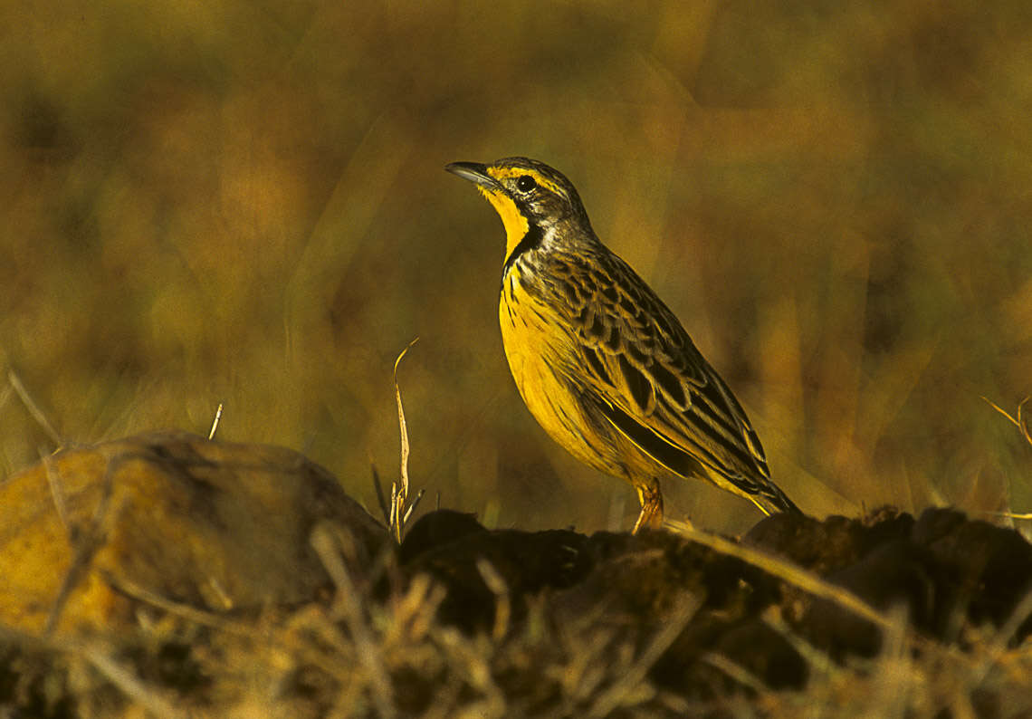 Image of Yellow-throated Longclaw