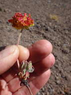 Image of sulphur-flower buckwheat