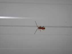 Image of Long-horned beetle