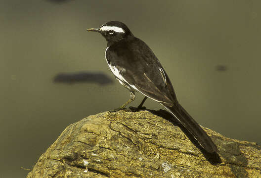 Image of White-browed Wagtail