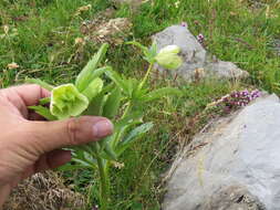 Image of Green Hellebore