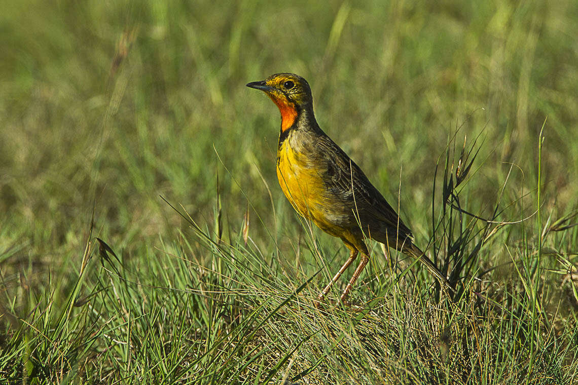 Image of Cape Longclaw