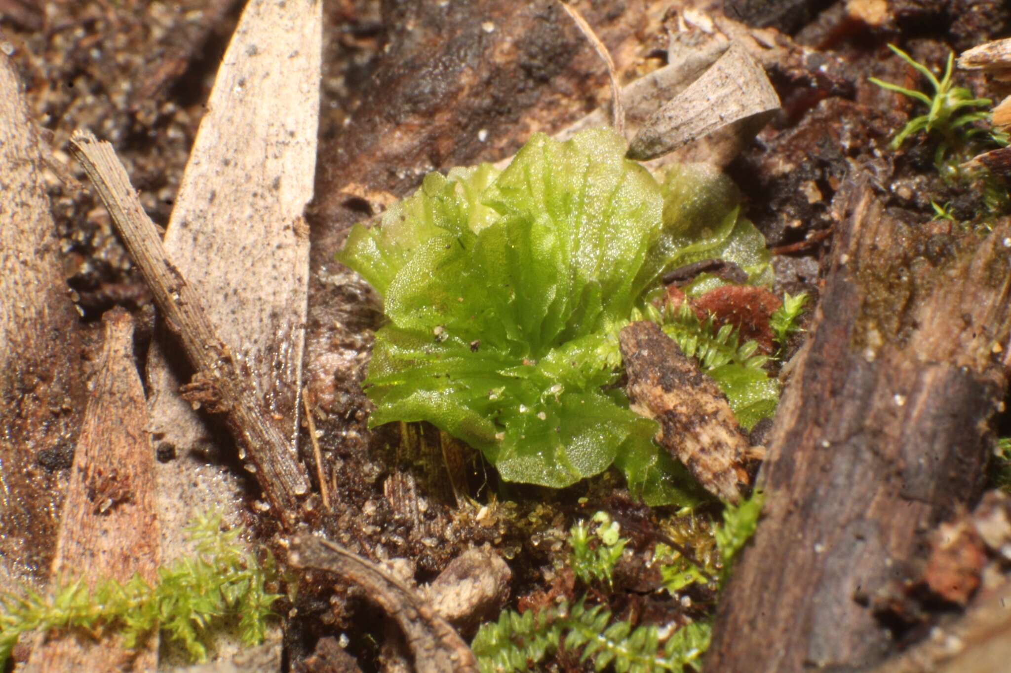 Image of Petalophyllum preissii Gottsche