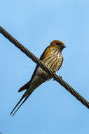 Cecropis abyssinica (Guérin-Méneville 1843) resmi