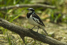 Image of African Pied Wagtail