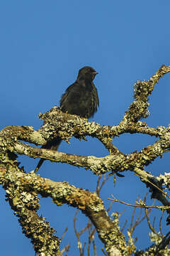 Image of Black Rough-winged Swallow or Black Saw-wing