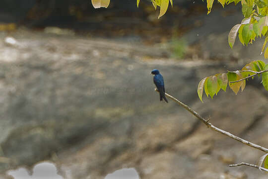 Image of White-bibbed Swallow