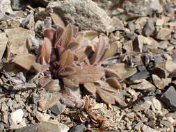 Image of Myosotis australis subsp. australis