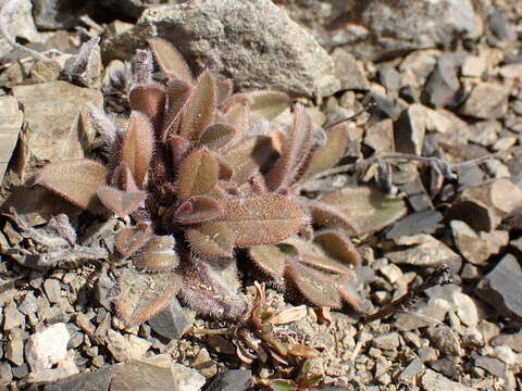 Image of Myosotis australis subsp. australis