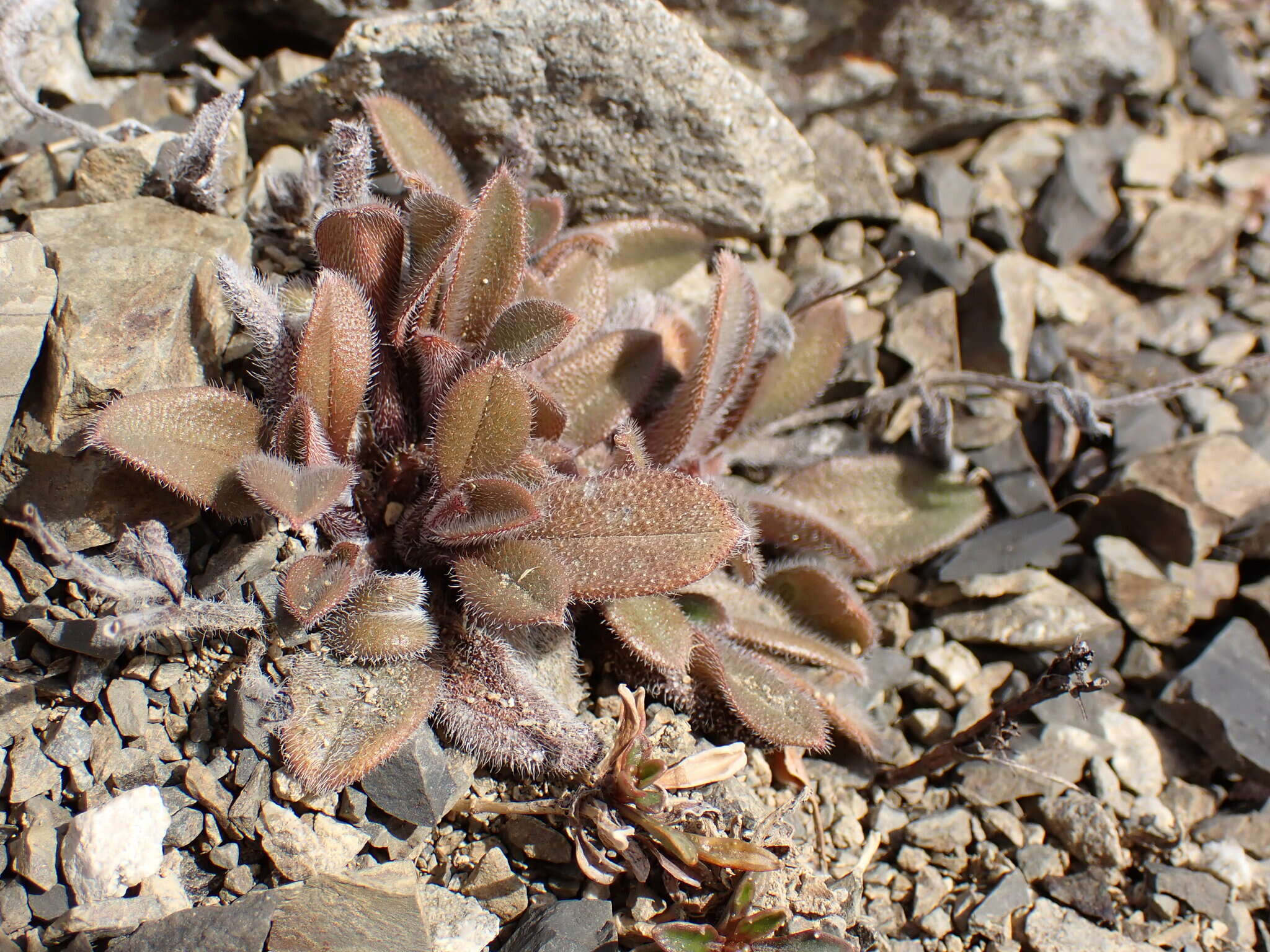 Image of Myosotis australis subsp. australis