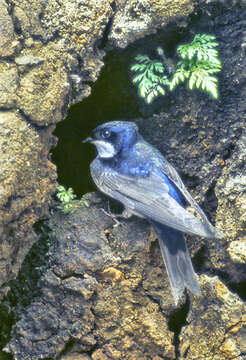 Image of Chilean Swallow