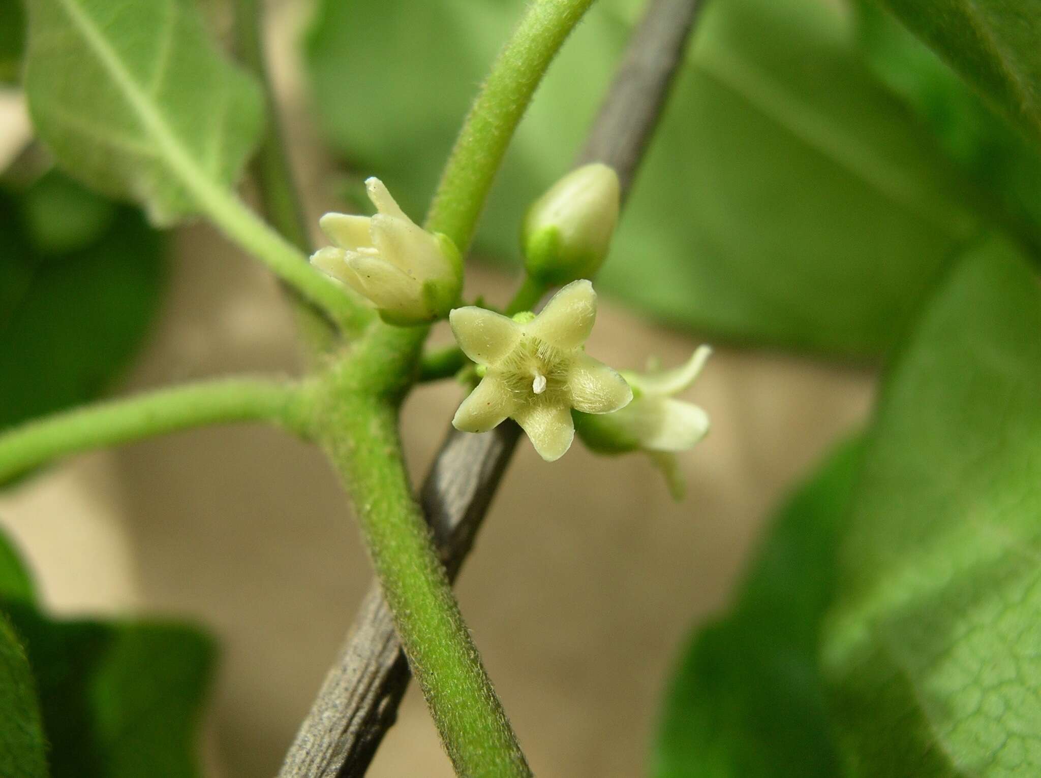 صورة Marsdenia coulteri Hemsl.