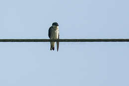 Image of Mangrove Swallow