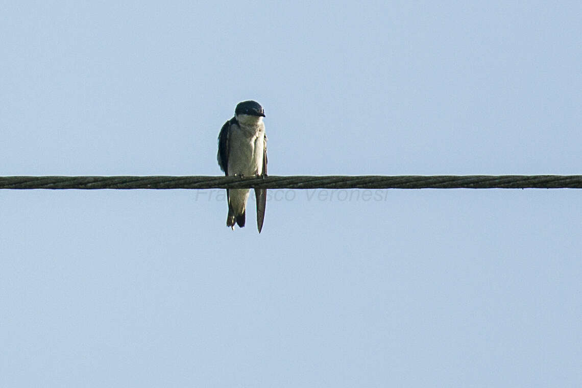 Image of Mangrove Swallow