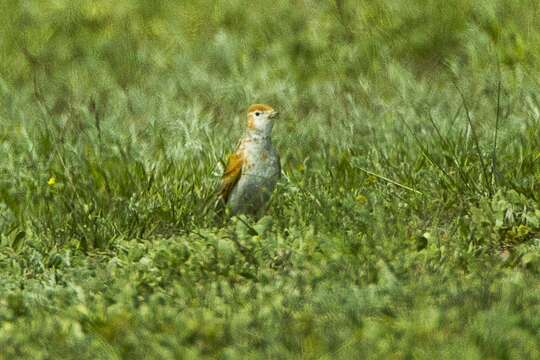 Image of White-winged Lark