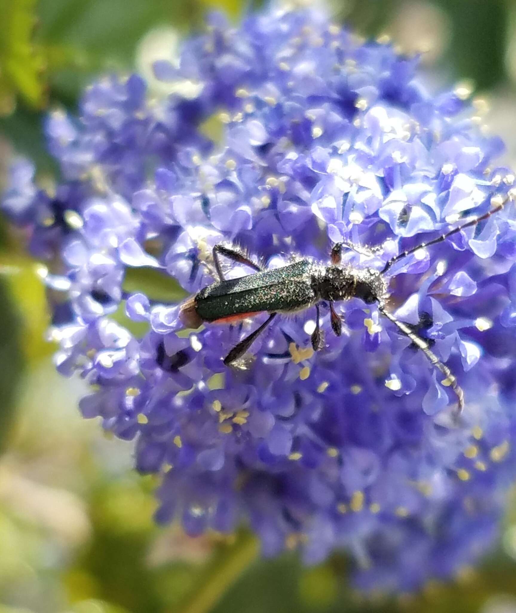 Sivun Callimus (Lampropterus) cyanipennis (Le Conte 1873) kuva