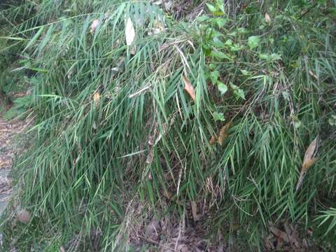 Image of Arundo formosana Hack.