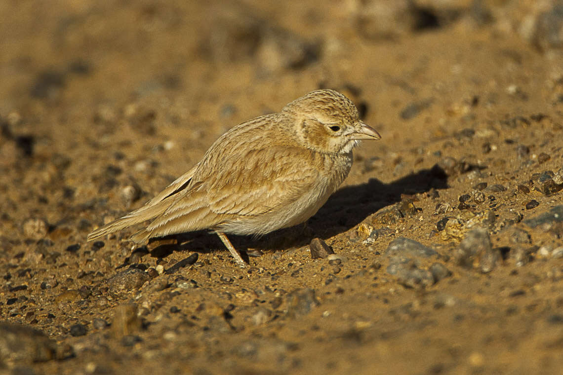 Image of Desert Lark