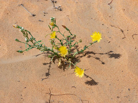 Image of Launaea mucronata subsp. cassiniana (Jaub. & Spach) N. Kilian