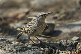 Image of Sabota Lark