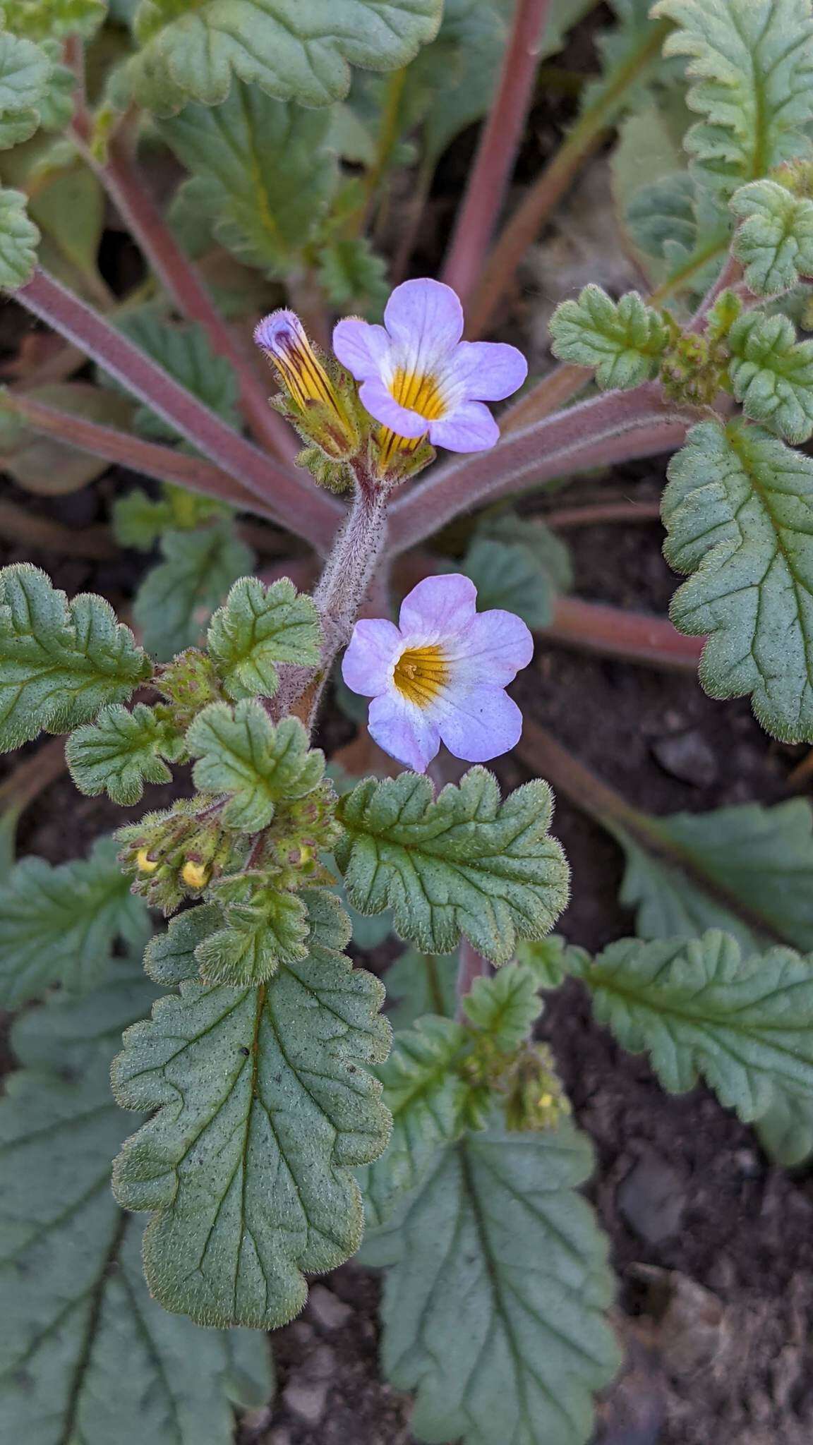 Image of sweetscented phacelia