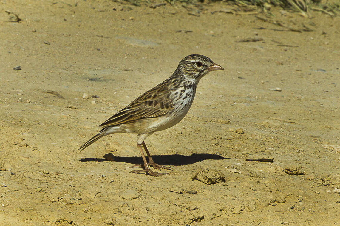 صورة Eremopterix hova (Hartlaub 1860)