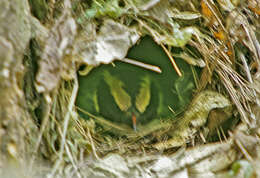 Image of Green-breasted Pitta