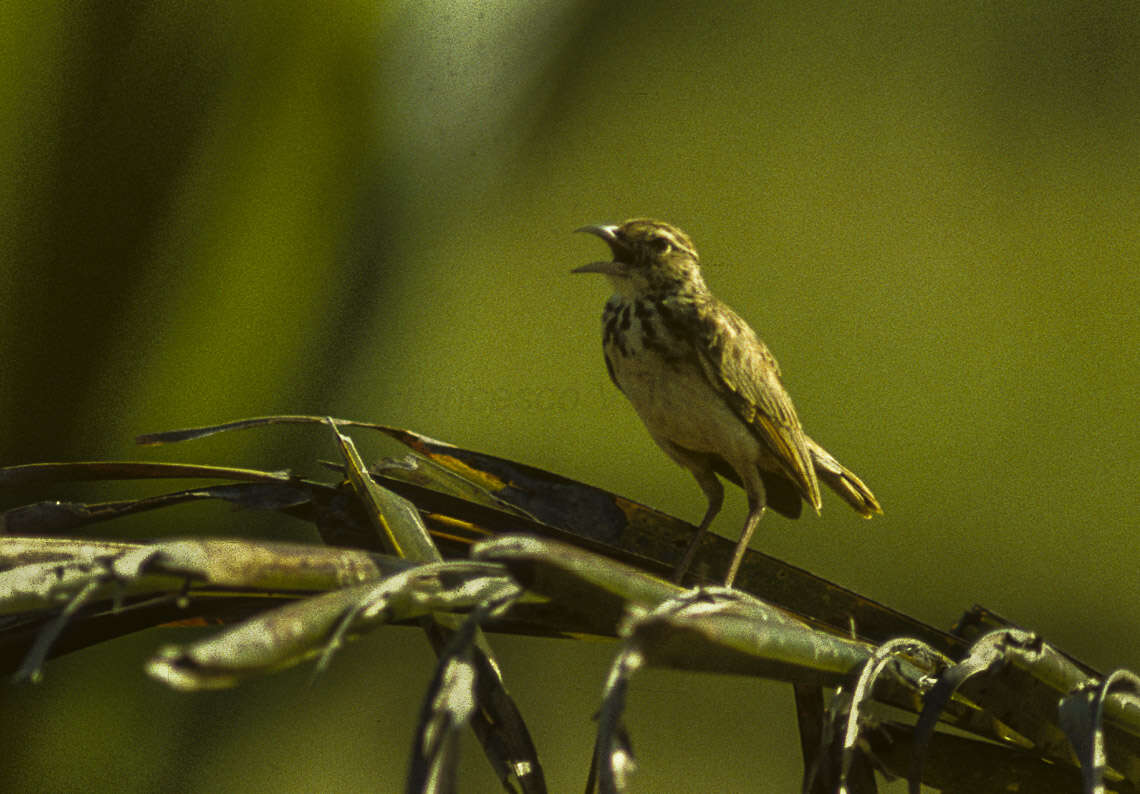 صورة Mirafra erythroptera Blyth 1845