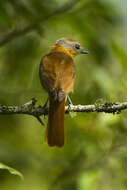 Image of Chestnut-crowned Becard