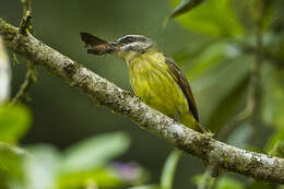 Image of Golden-crowned Flycatcher