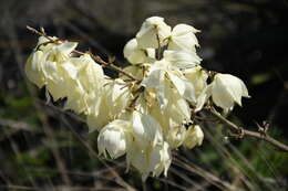 Image of San Angelo yucca