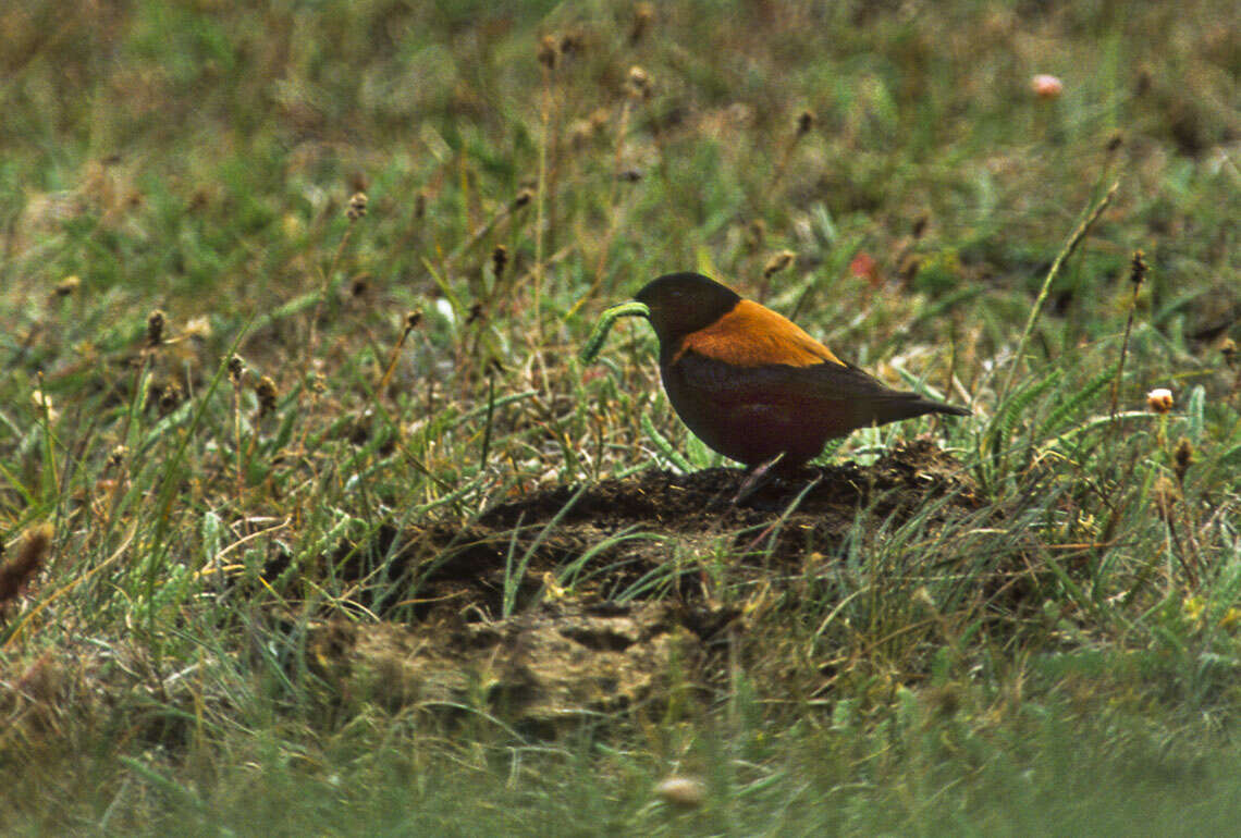 Image of Andean Negrito