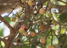 Image of Abyssinian White-eye