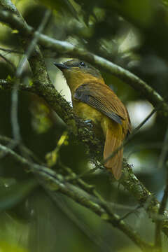 Image of Rufous-tailed Attila