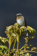 Image of Rufous-breasted Chat-Tyrant