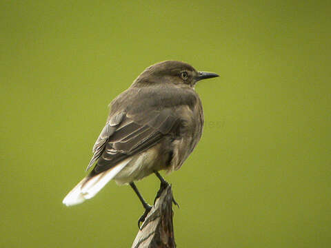 Image of Black-billed Shrike-Tyrant