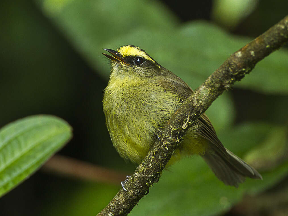 Silvicultrix diadema (Hartlaub 1843)的圖片